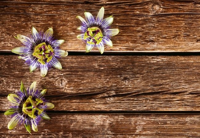Three passion flowers on a rustic wood backdrop