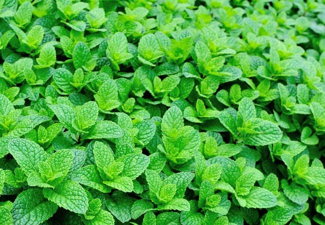 Growing mint in a tea garden