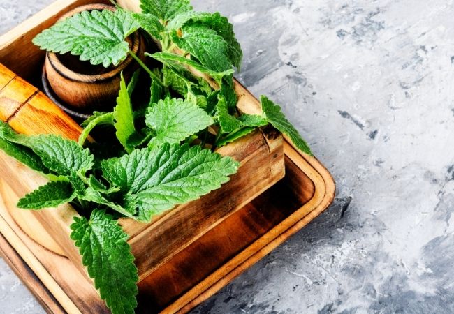 Fresh lemon balm in rustic wood containers 